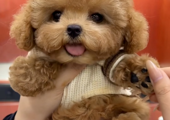 Toy Poodle Kore Kan Yavrularımız